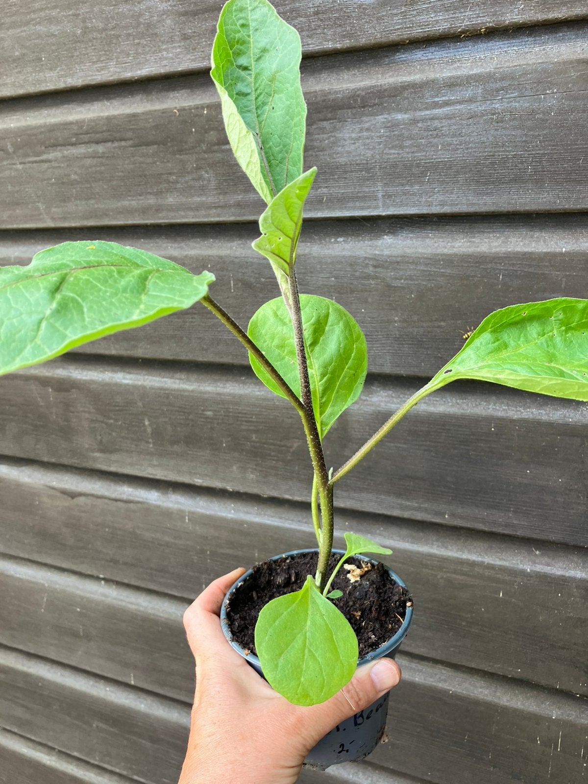 Aubergine planten Black Beauty BIOLOGISCH, Tuin en Terras, Planten | Tuinplanten, Ophalen, Eenjarig, Groenteplanten, Volle zon