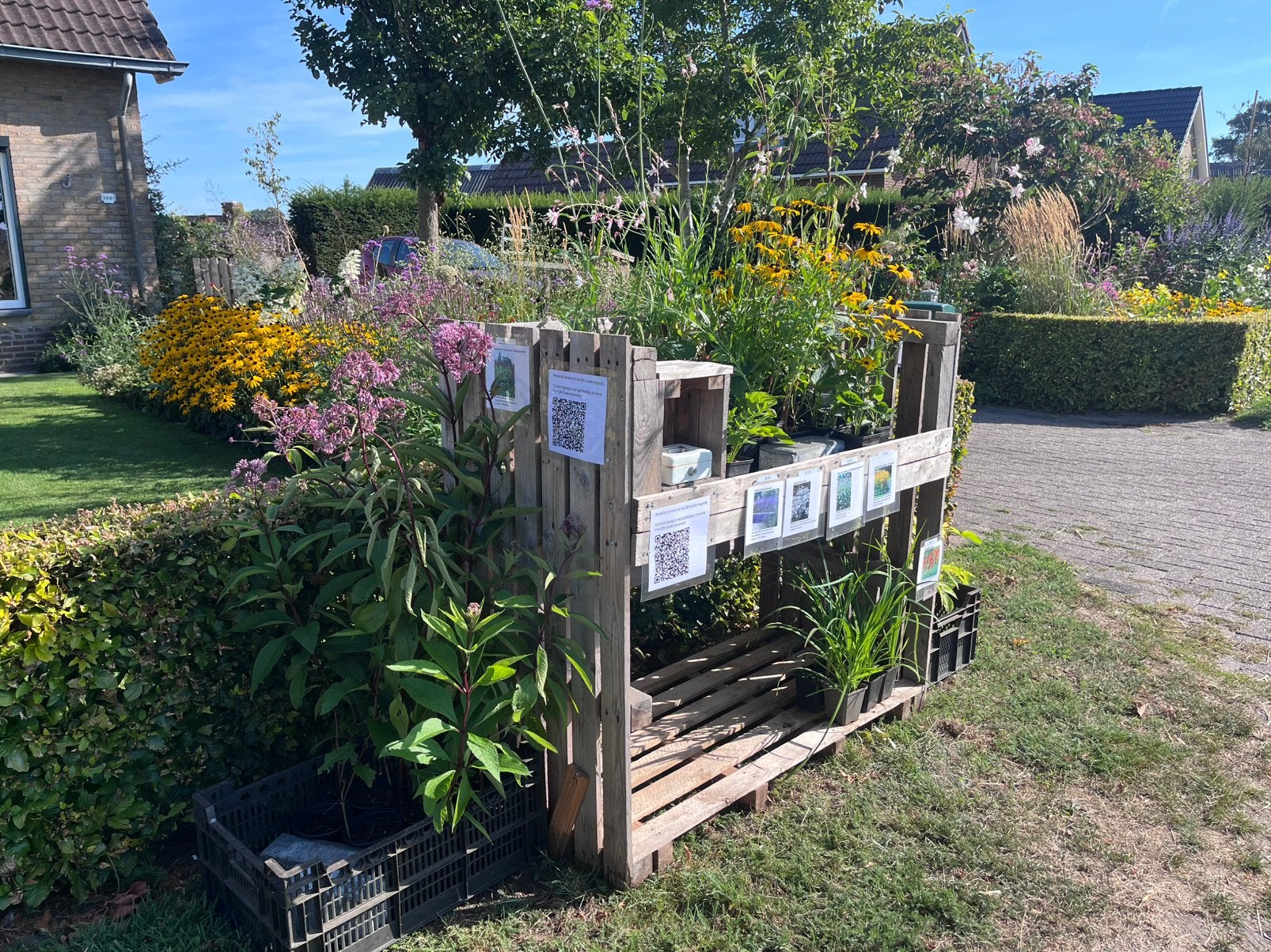 Diverse planten in het kraampje te koop, Volle zon, Vaste plant, Zomer, Ophalen