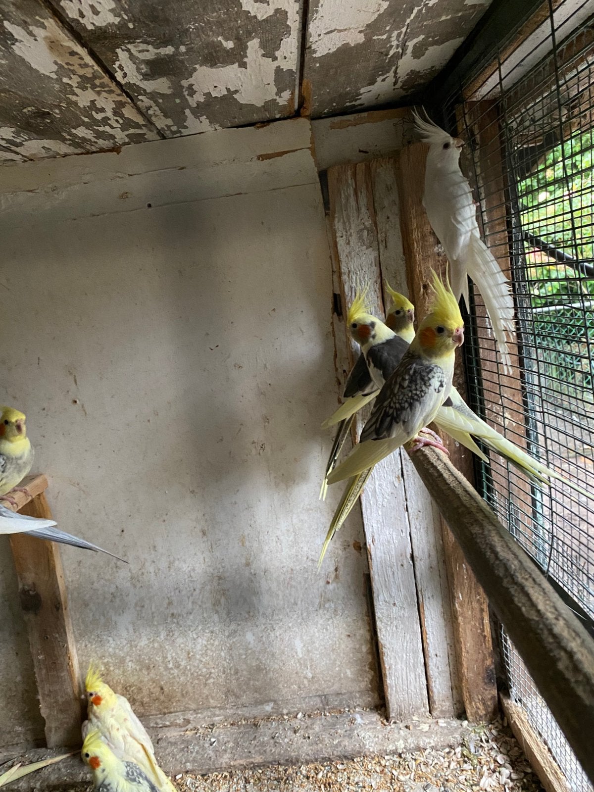Valkparkieten, Dieren en Toebehoren, Meerdere dieren