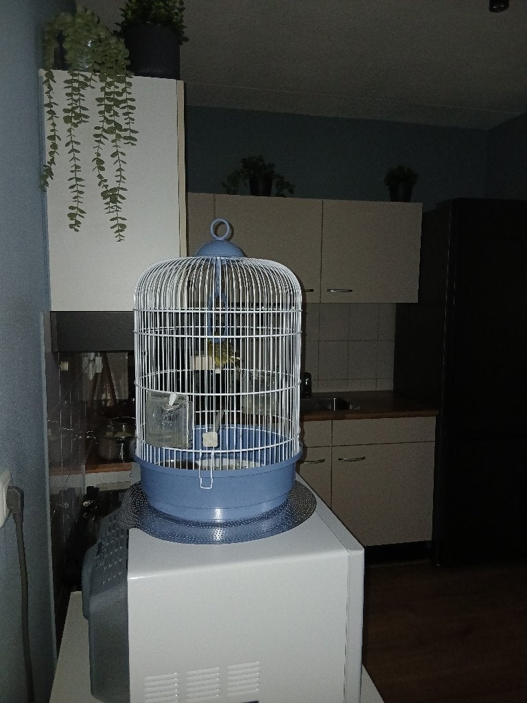 dieren, Ophalen, Zo goed als nieuw, Vogels