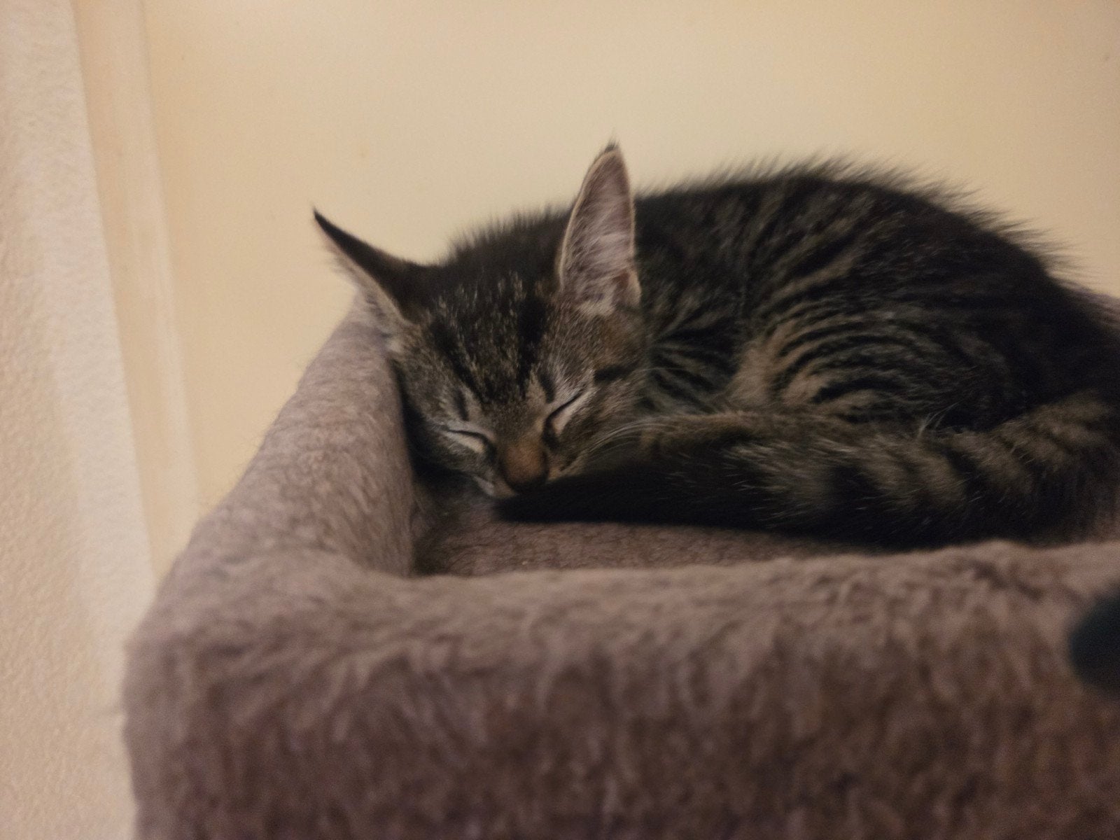 kittens., Meerdere dieren, 0 tot 2 jaar