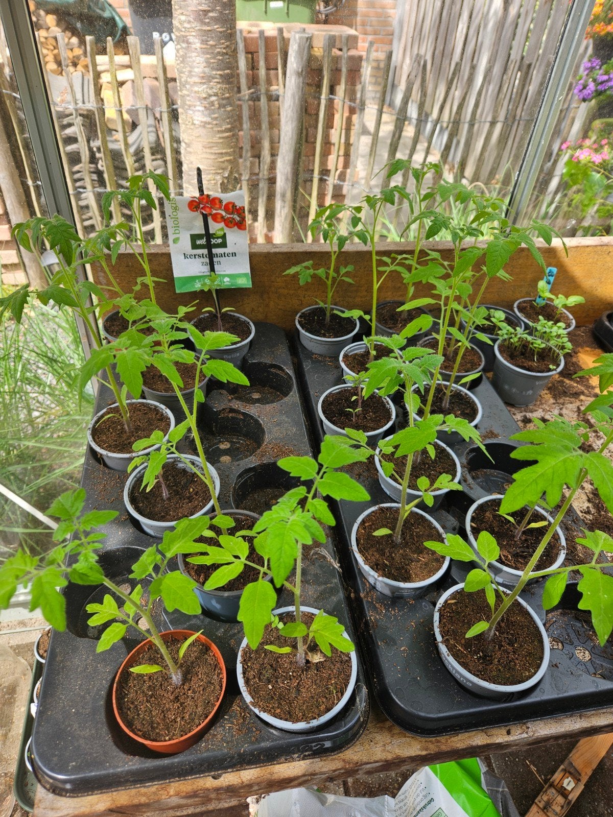 Kerstomaatplanten te koop (biologisch), Ophalen, Overige soorten, Volle zon