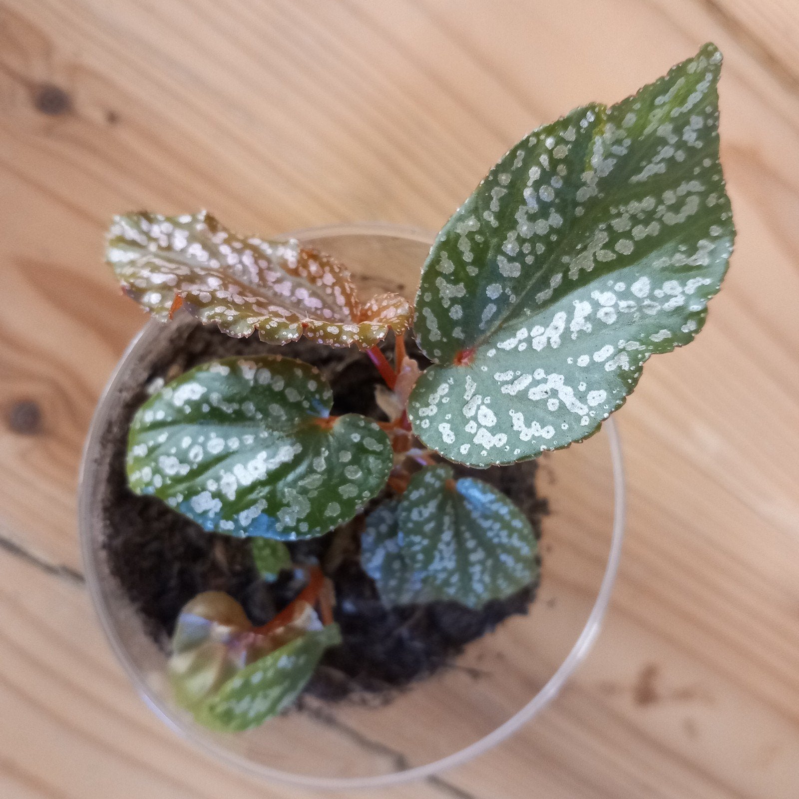 begonia benigo pink spot stek nr 9, Ophalen of Verzenden, Halfschaduw, Minder dan 100 cm