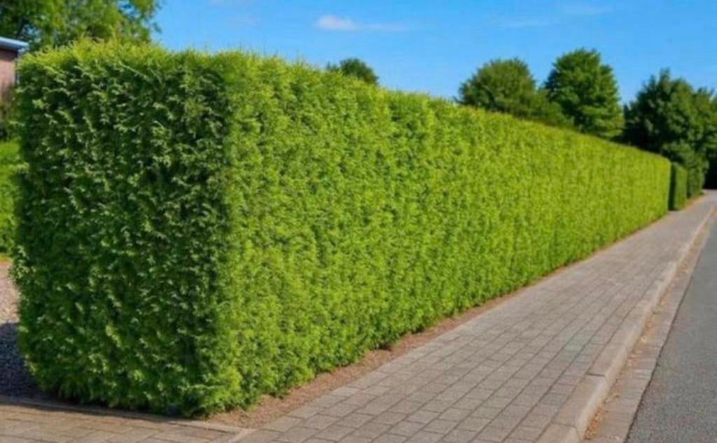 ‼️AKTIE‼️ Coniferen Thuja Brabant & Smaragd, Bloeit niet, Halfschaduw, 100 tot 250 cm, Overige soorten