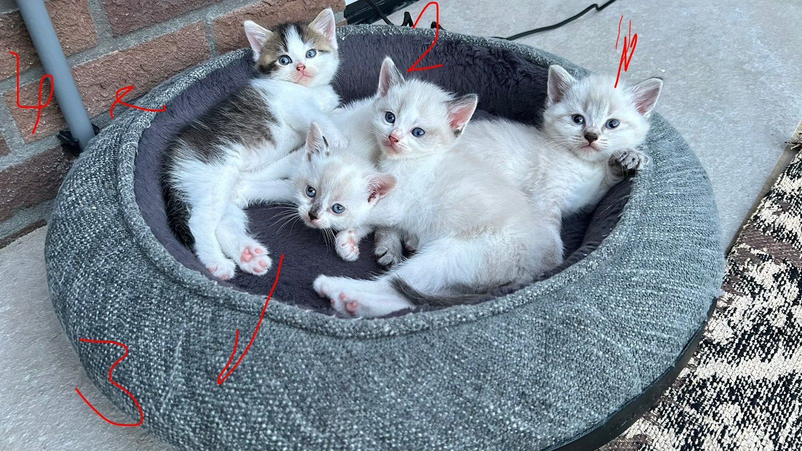 Kittens Siamese te koop, Dieren en Toebehoren, Katten en Kittens | Raskatten | Korthaar, Meerdere dieren, 0 tot 2 jaar, Ontwormd