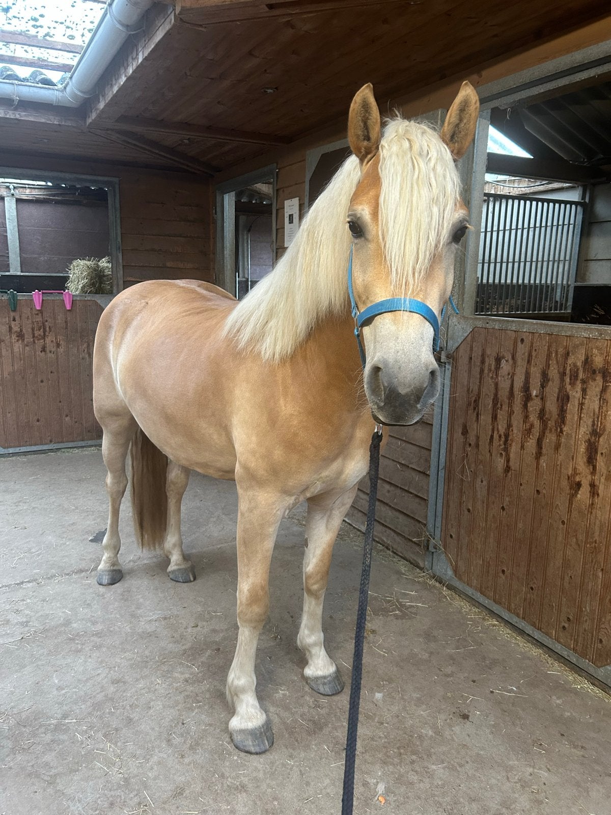 Super knappe haflingermerrie, 3 jaar!, Dieren en Toebehoren, Paarden, Merrie, 160 tot 165 cm, Recreatiepaard, 3 tot 6 jaar