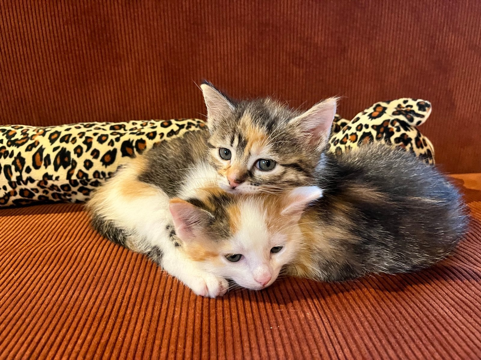 Twee lapjes kittens zoeken nieuw thuis per half november, Geslacht onbekend, Kortharig, 0 tot 2 jaar