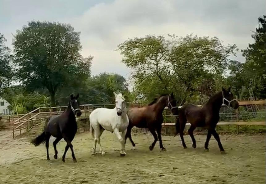 Paardenhulp/stalmedewerker gezocht op onze privéstal, Dieren en Toebehoren, Ophalen of Verzenden
