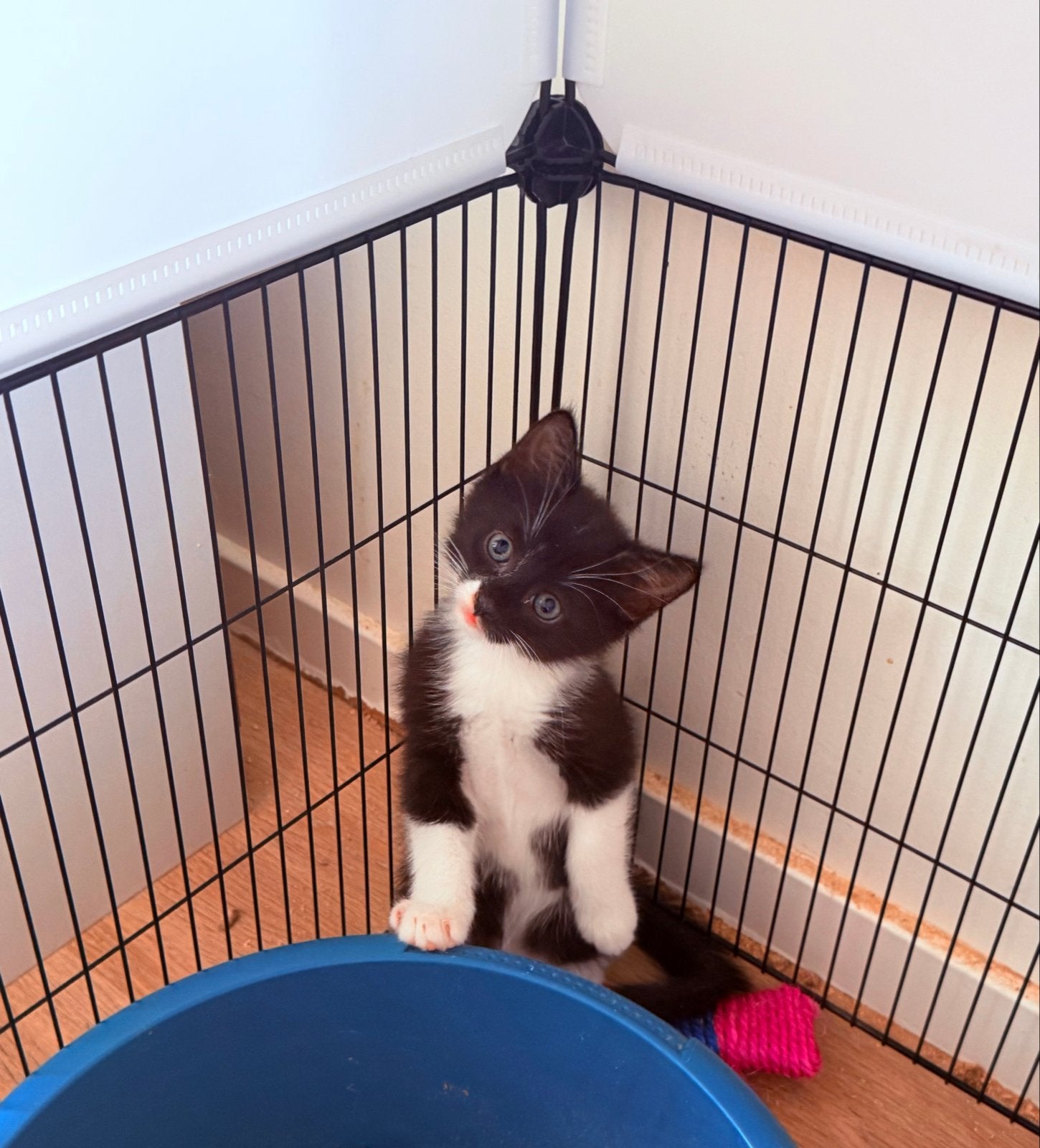 Foto 9 van Kittens mogen het nestje verlaten.