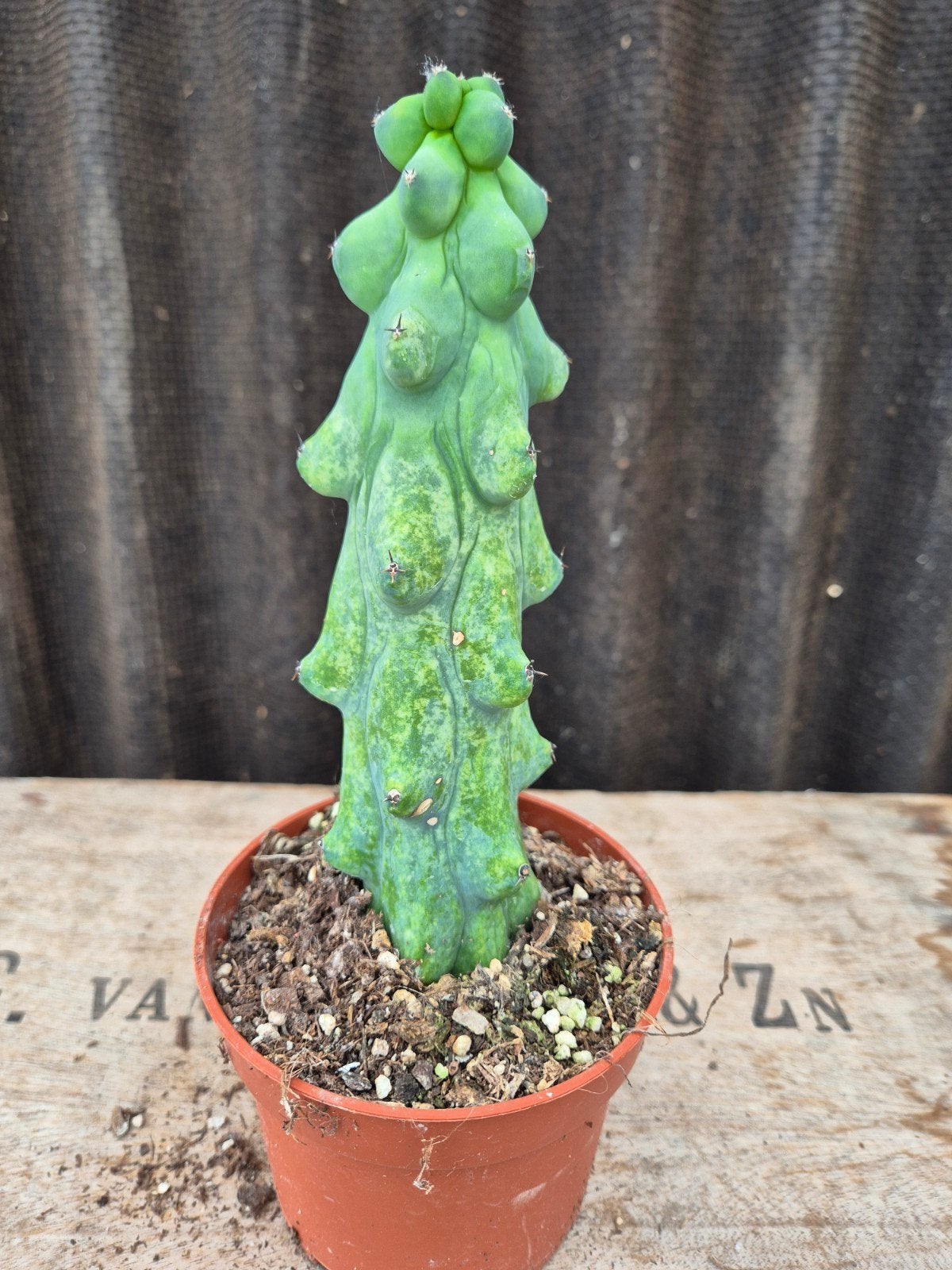 Cactus Myrtillocactus geometrizans Fukurokuryuzinboku (3), Ophalen of Verzenden, Cactus, Volle zon, Minder dan 100 cm
