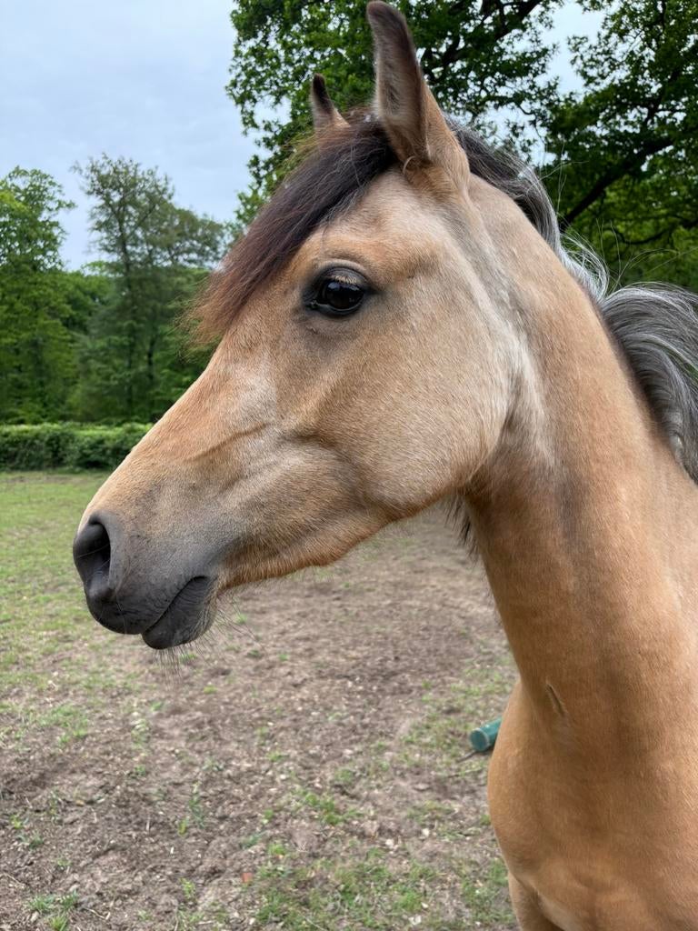 Drie-jarige Quarab merrie Arabier x Quarter Horse buckskin, Dieren en Toebehoren, Paarden, Merrie, Minder dan 160 cm, Met stamboom