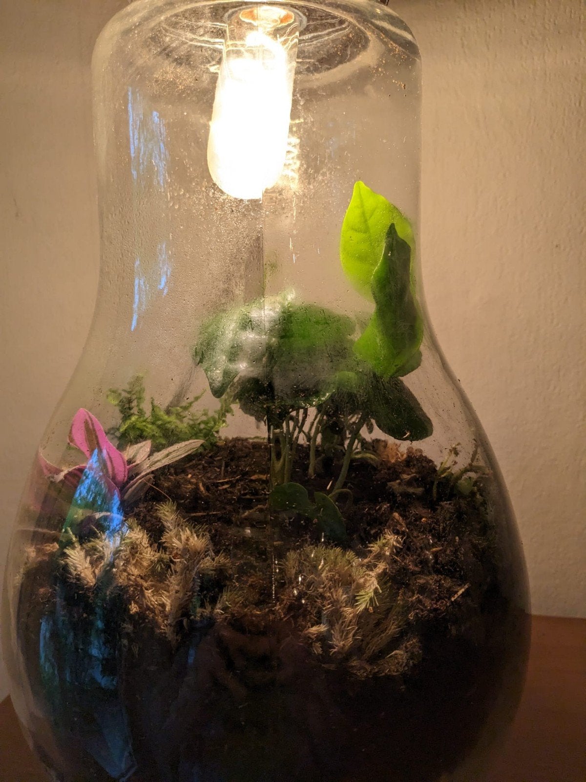 Unieke Terrarium Lamp, Huis en Inrichting, Ophalen, Gebruikt