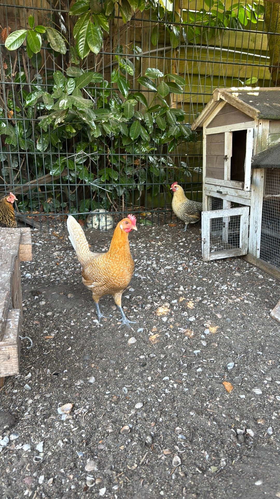 4 Kippen, 3 Frieshoentjes en 1 brahma kip te koop, Dieren en Toebehoren, Pluimvee, Vrouwelijk, Kip