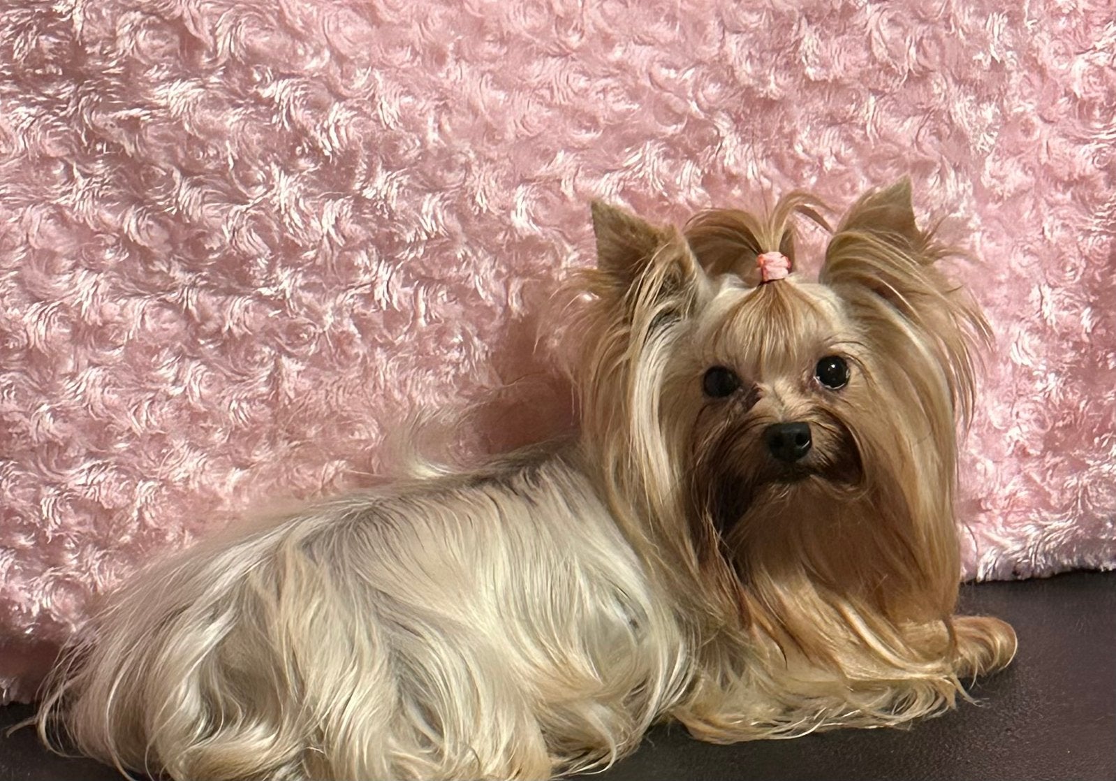 Yorkshire terrier teefje, Teef, Eén hond, 3 tot 5 jaar, Parvo
