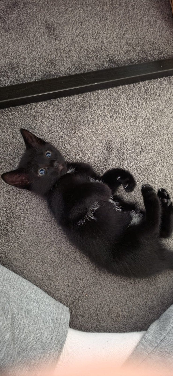 Lieve, gezonde kitten zoekt een nieuw thuis!, Poes, Kortharig, 0 tot 2 jaar