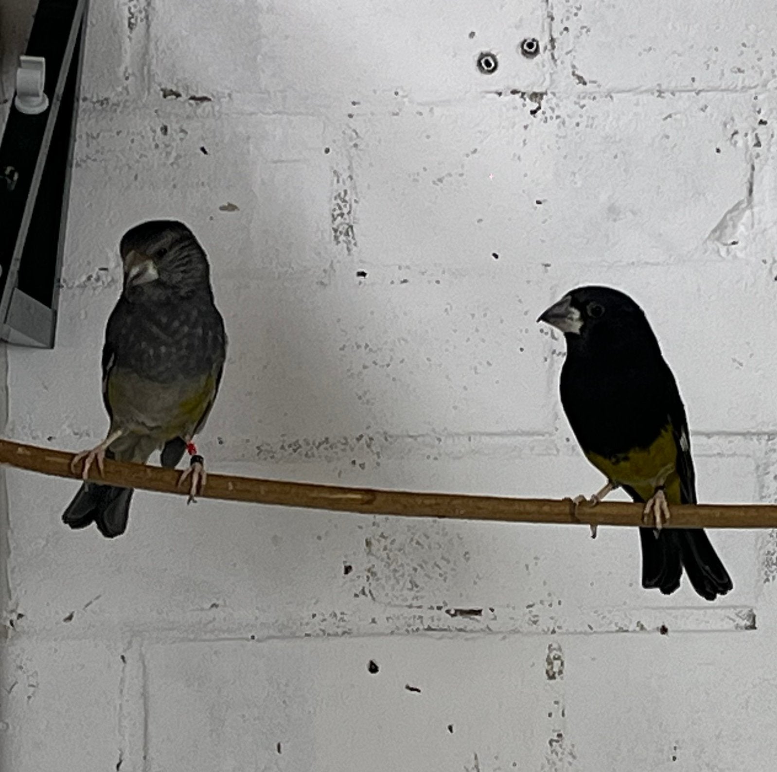 Witvleugel kernbijter man appelvink, Mannelijk