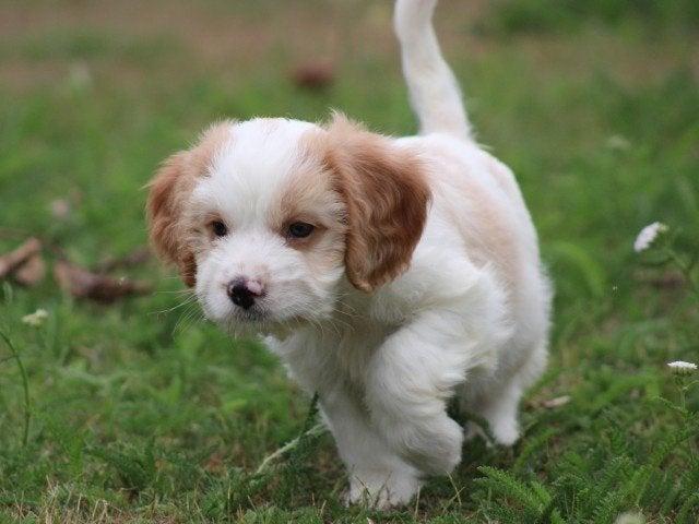 Leuke kruising Cavalier King Charles spaniel X Boomer pup, Dieren en Toebehoren, Honden | Retrievers, Spaniëls en Waterhonden