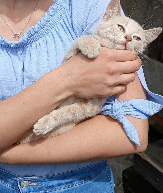 Kittens, Dieren en Toebehoren, Meerdere dieren, Kortharig, 0 tot 2 jaar