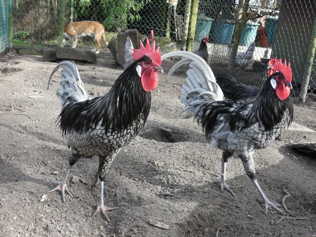 2 heel mooie andalusier hanen, Dieren en Toebehoren, Pluimvee, Mannelijk, Kip