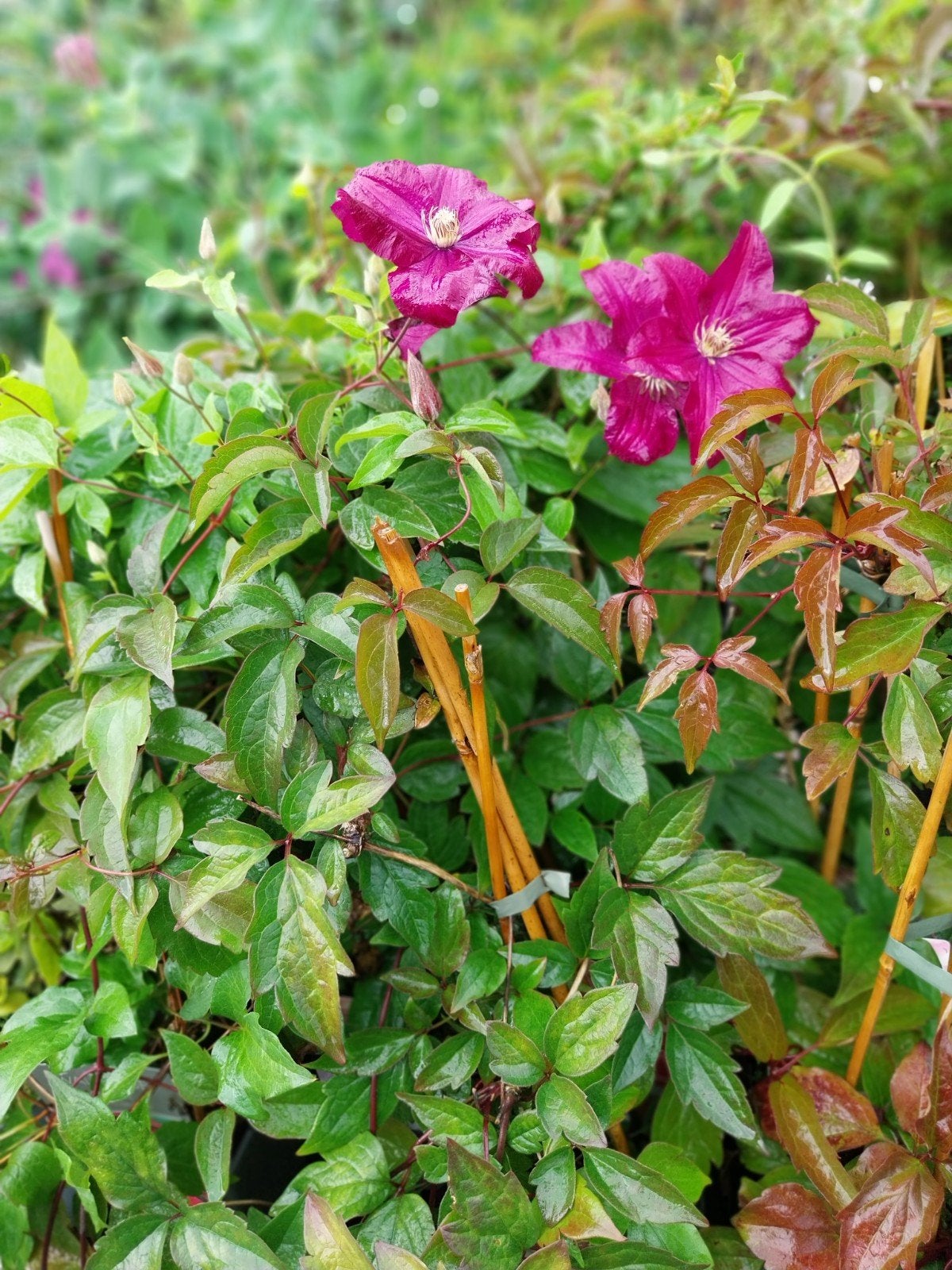 Clematis: Diverse Soorten Klimplanten voor uw Tuin, Ophalen, Volle zon, Vaste plant, Klimplanten