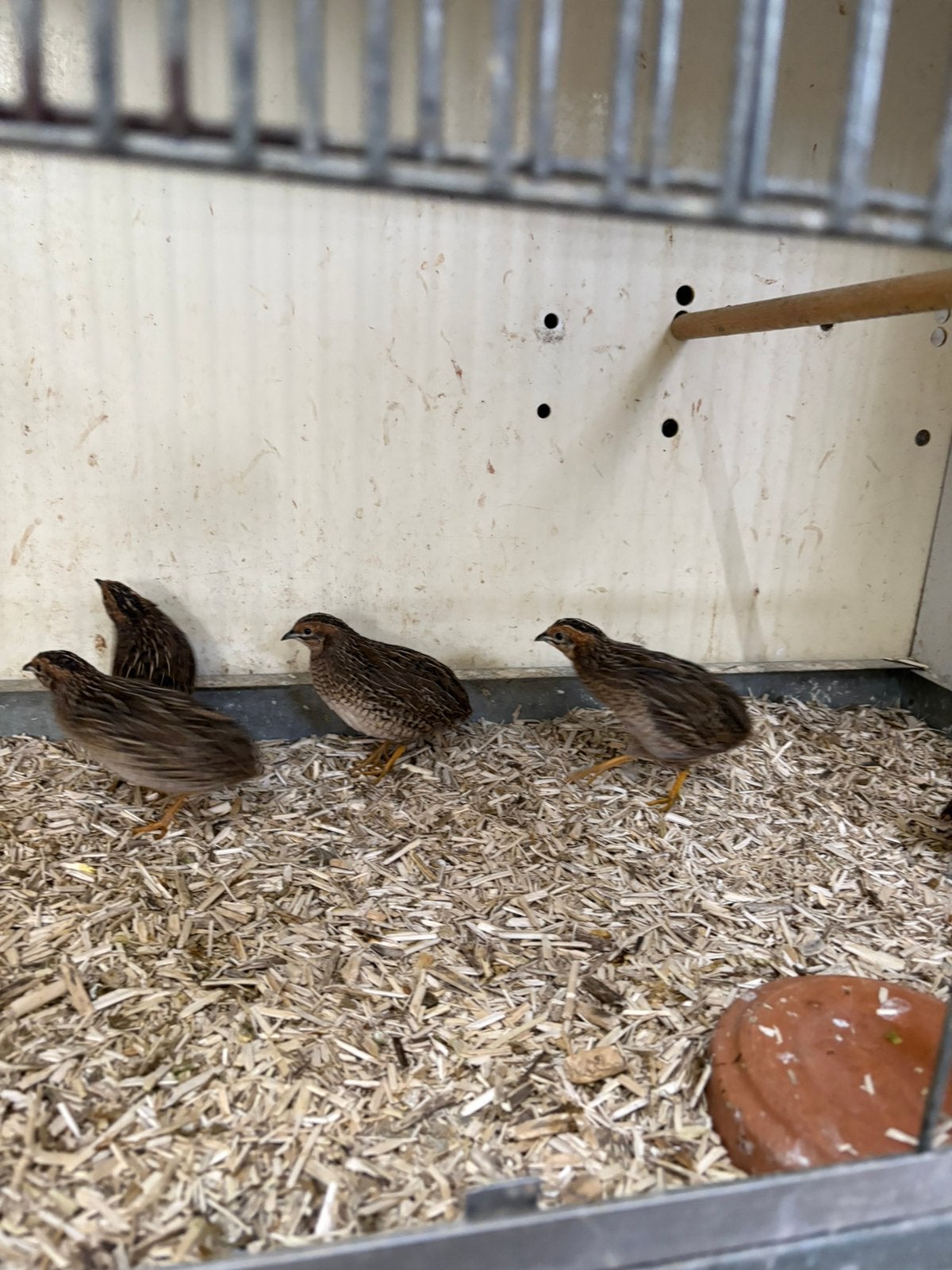 6 koppels chinese kwartels, Meerdere dieren