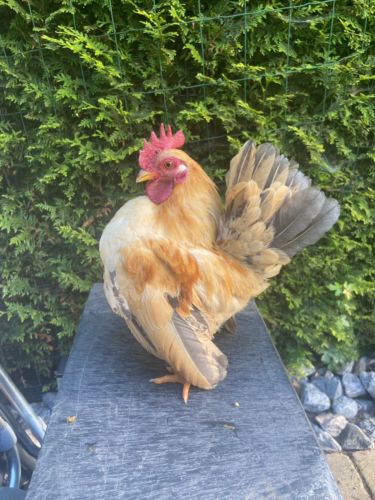 Serama haan, Dieren en Toebehoren, Mannelijk, Kip