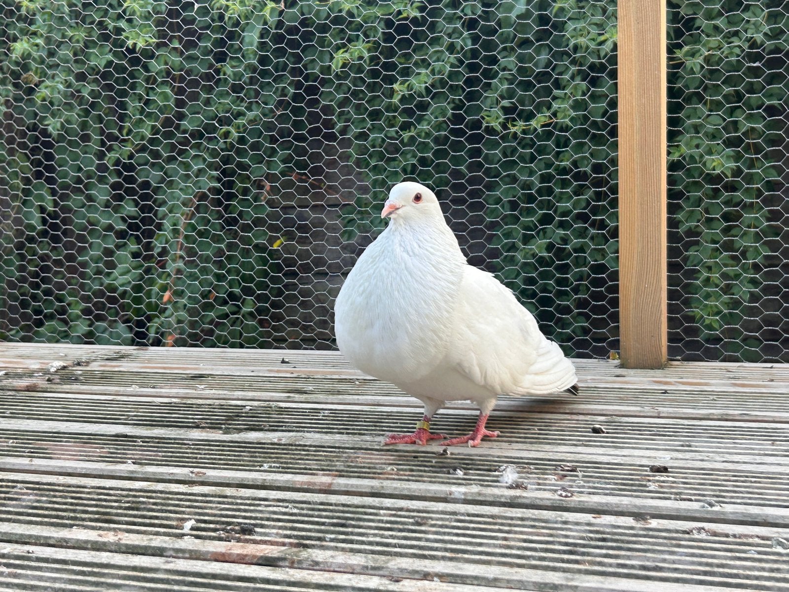 Duivin, Dieren en Toebehoren, Vogels | Duiven, Vrouwelijk, Kropper