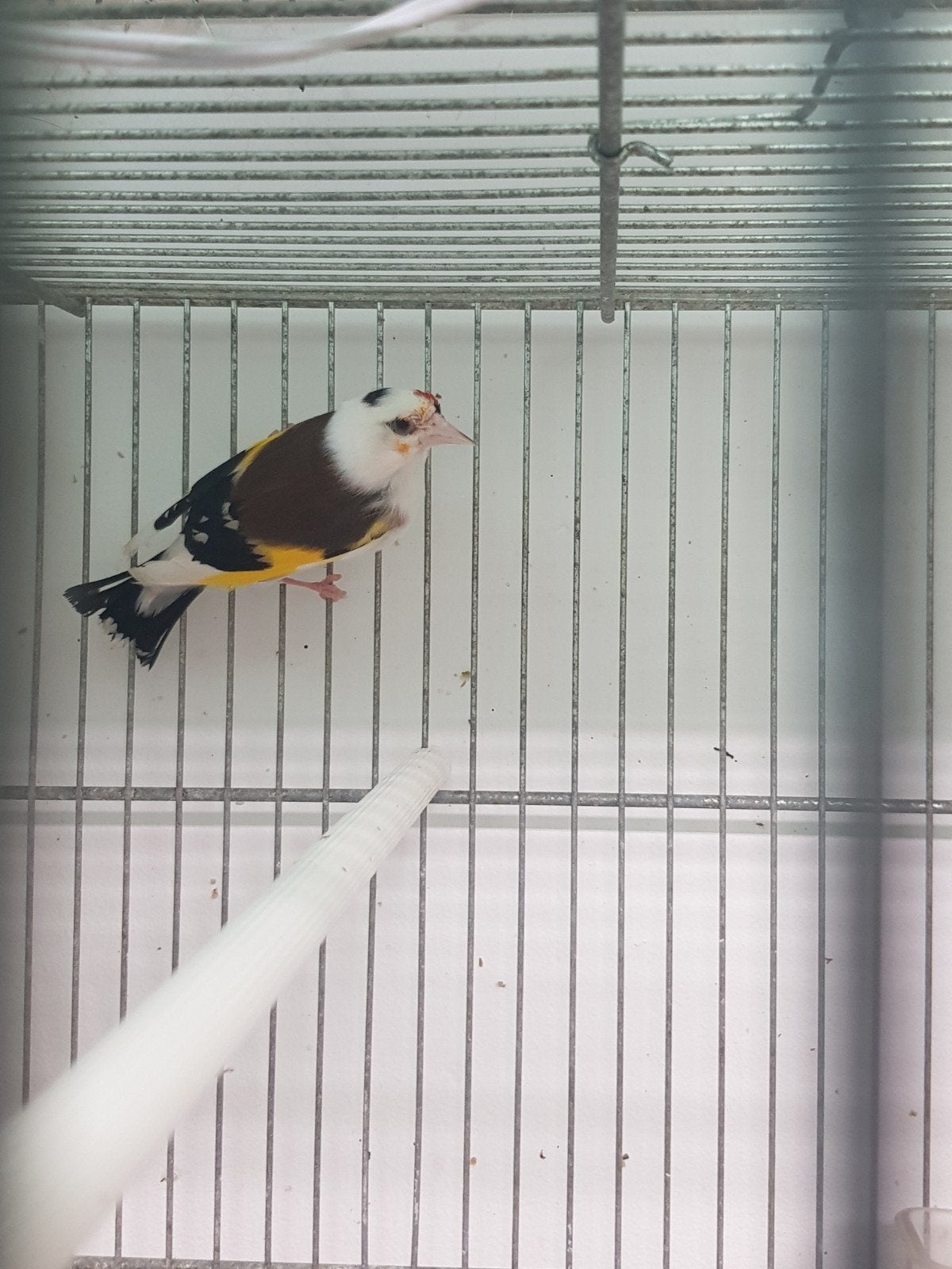 Carduelis anatolia bonte man 2023, Mannelijk