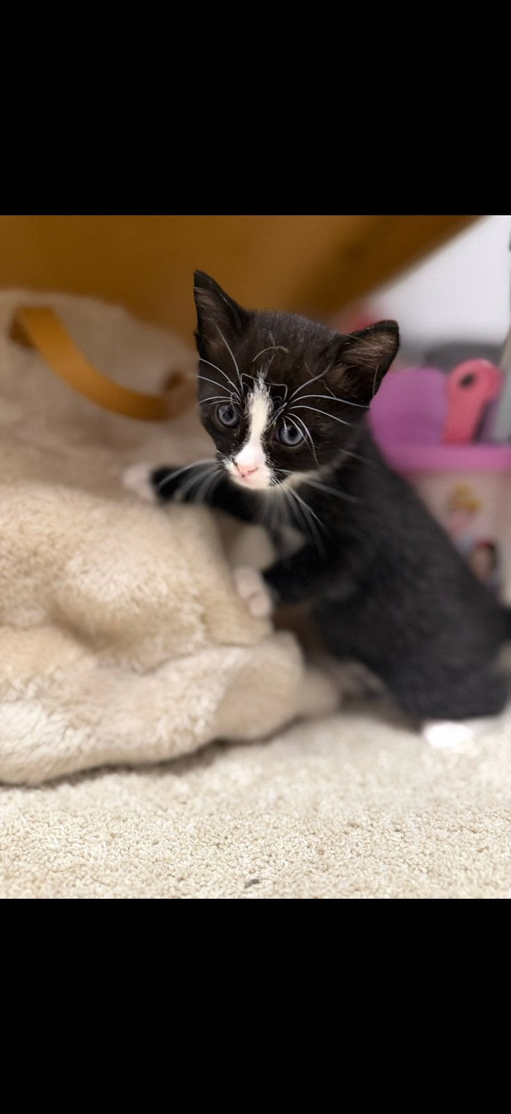 2 kittens zoeken een nieuwe huisje, Dieren en Toebehoren, Kater, Kortharig, 0 tot 2 jaar