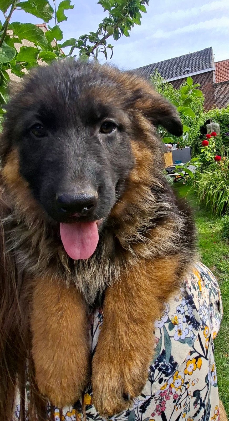 Puppy's Duitse herders, Parvo, België, Standaard, Particulier