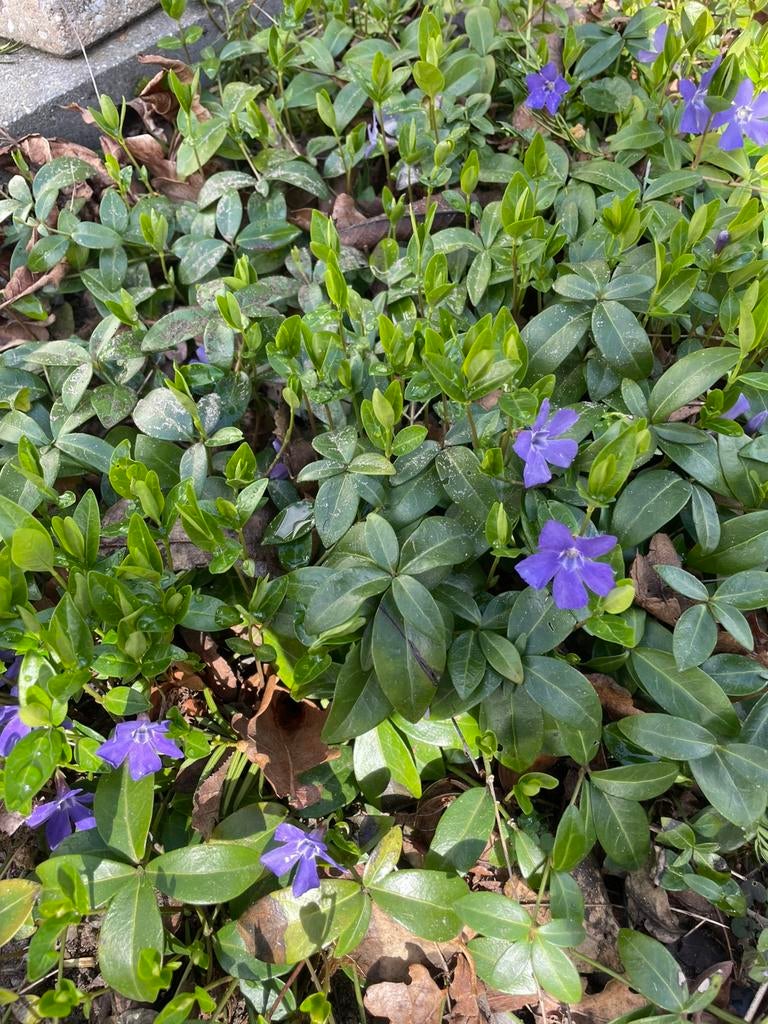 Vinca maagdenpalm in pot, Tuin en Terras, Ophalen