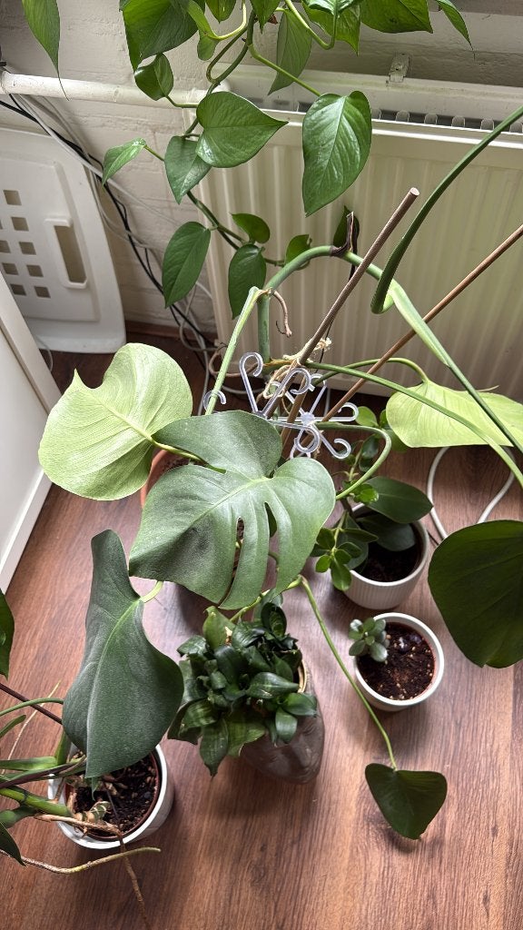 Kamerplanten pakket 6 stuks monstera epipremnum vetplant, Ophalen of Verzenden, Halfschaduw, Minder dan 100 cm