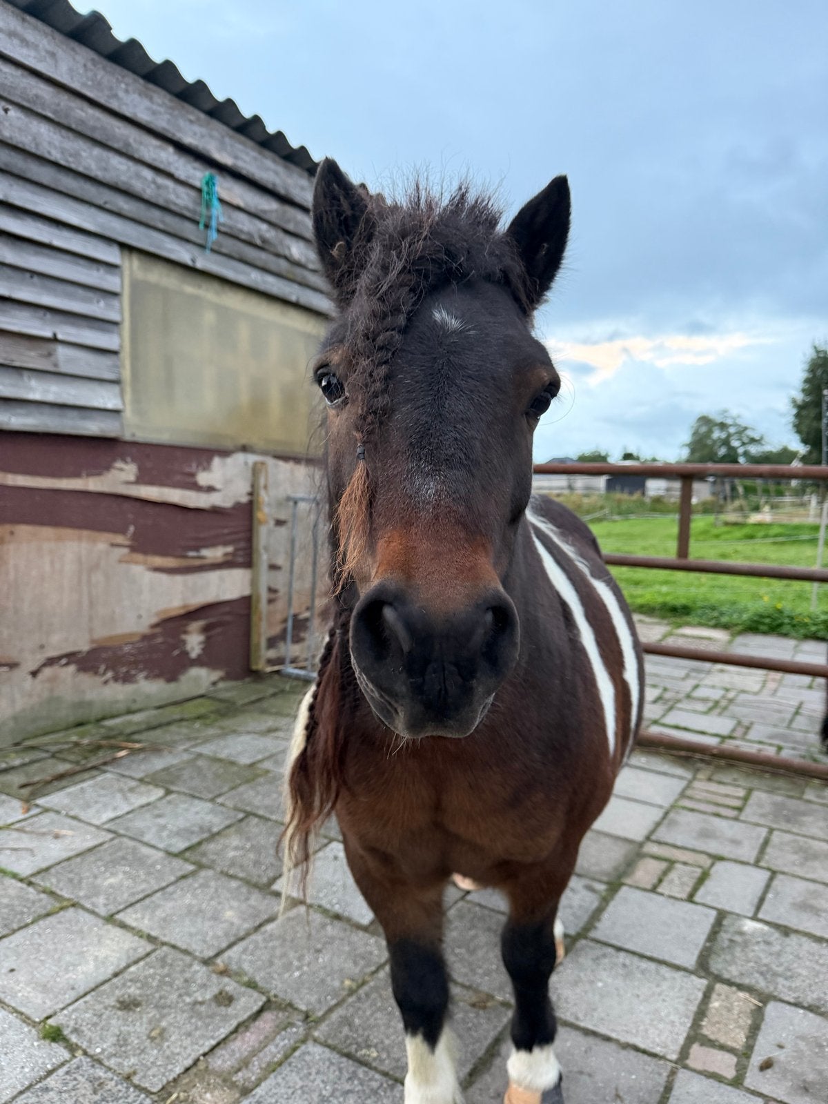 Leaser gezocht voor mijn lieve shetlander, Ophalen of Verzenden