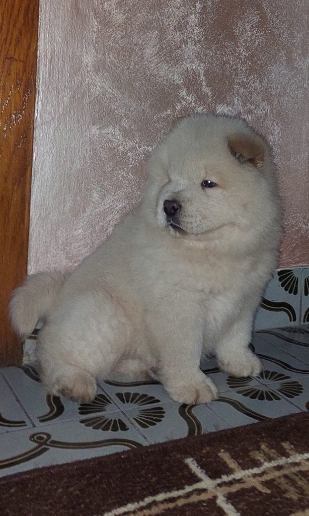Pups, Particulier, 15 weken tot 1 jaar, Buitenland, Parvo