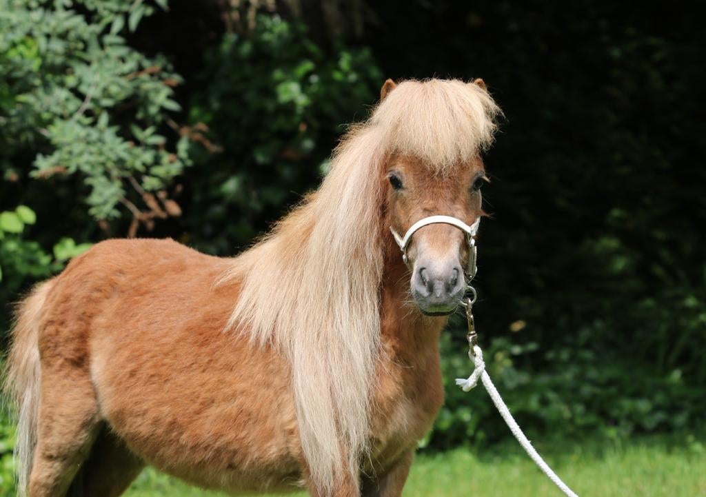 Prachtige, lieve shetlander ruin + chocolade mini merrie, Dieren en Toebehoren, Merrie, Niet van toepassing, A pony (tot 1.17m)