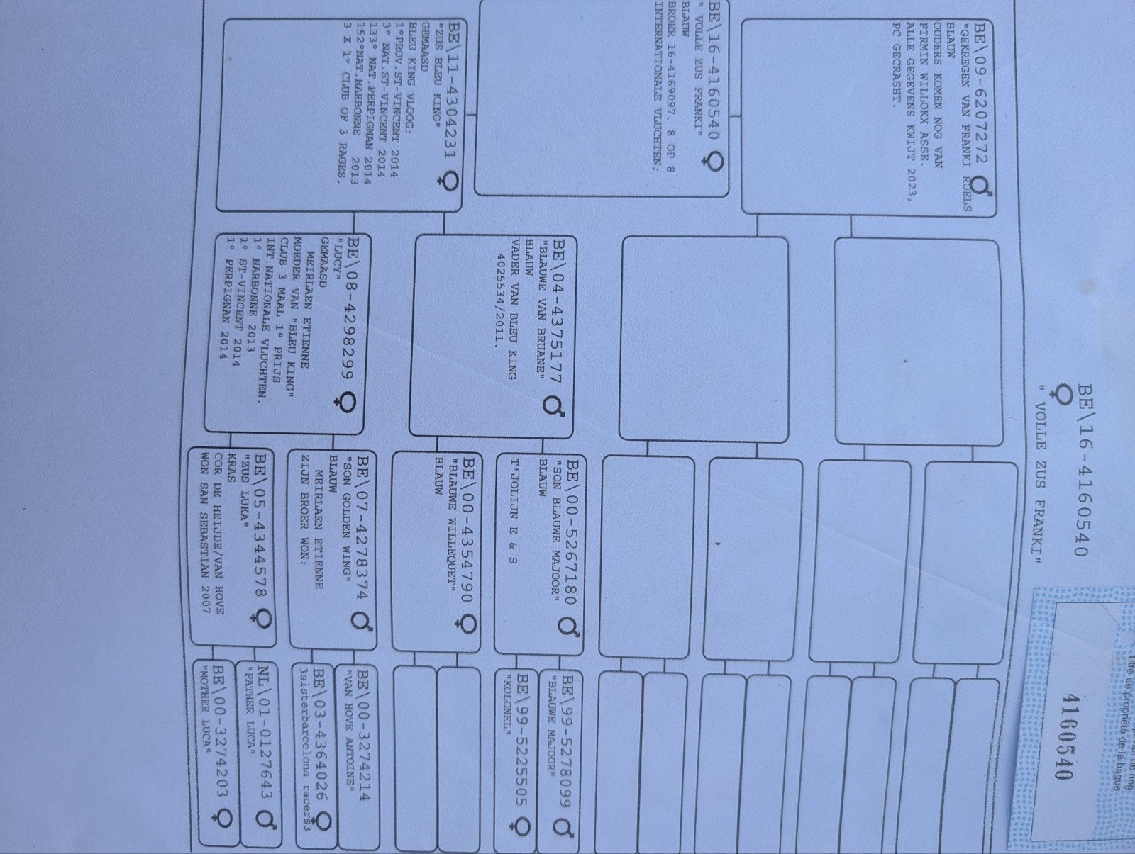 mooie duivin tekoop, Vrouwelijk, Postduif