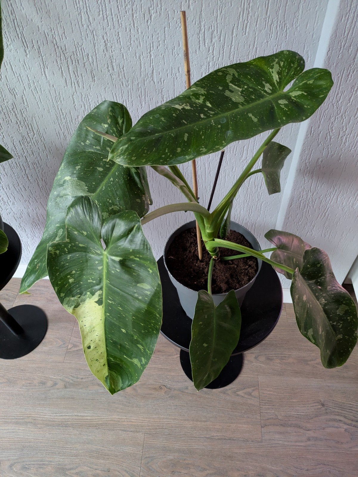 Mooie zeldzame kamerplant (variegata ), Huis en Inrichting, Kamerplanten, Ophalen, Halfschaduw, Minder dan 100 cm