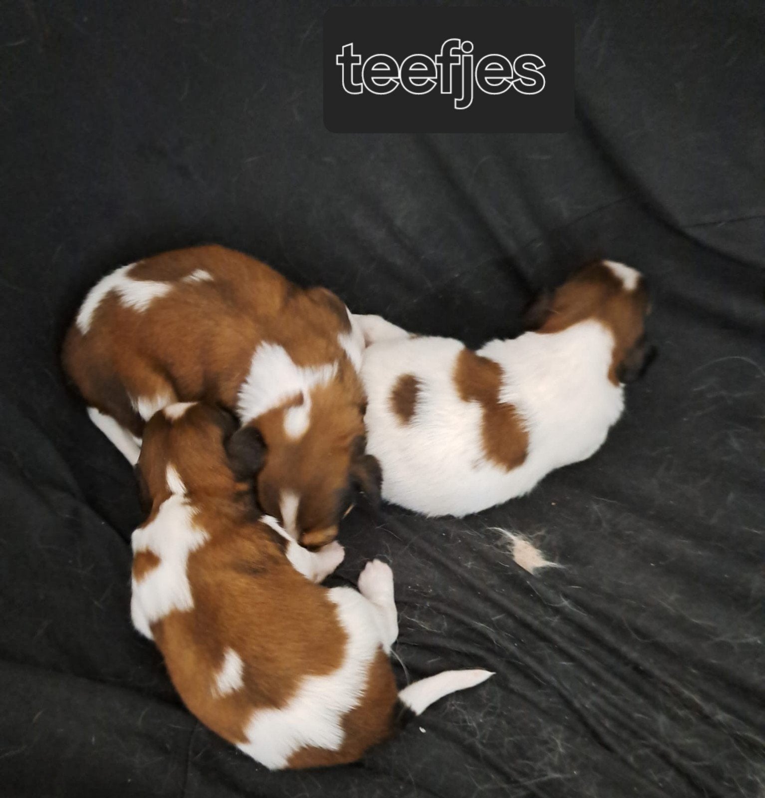 Schitterende kooikerhondjepups .kooiker, Nederland, Overige rassen, 8 tot 15 weken, Teef