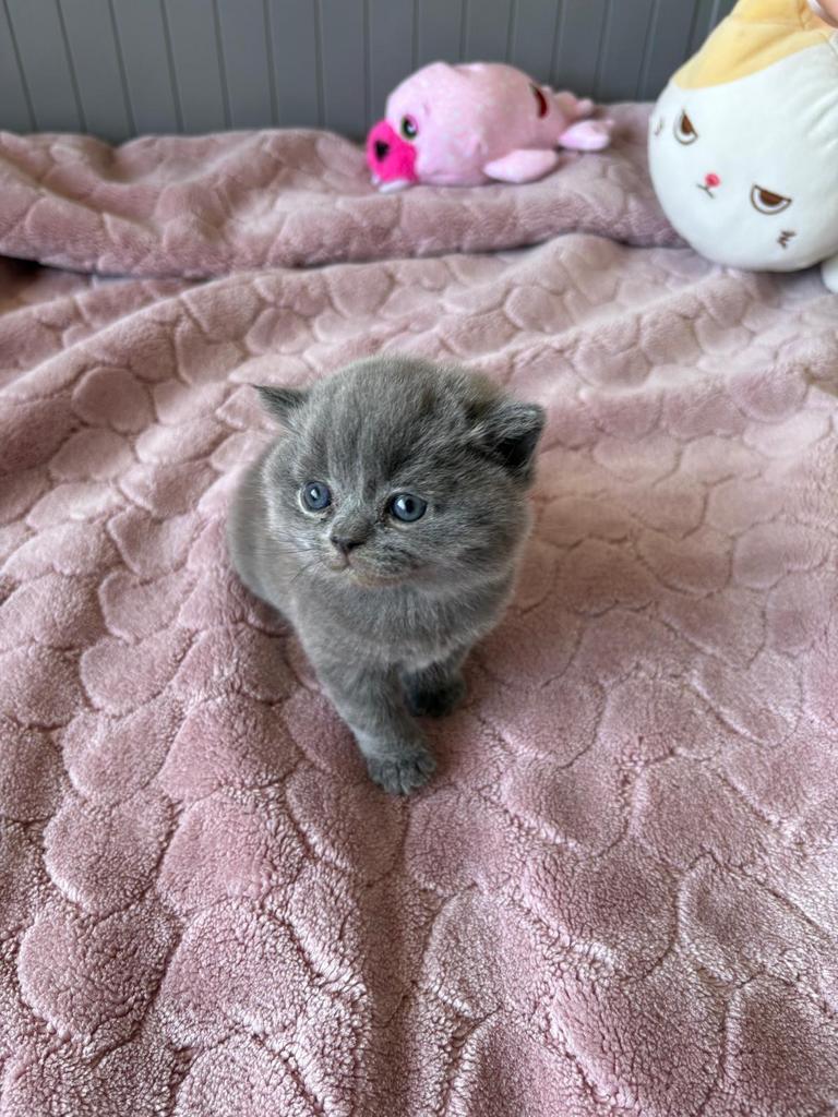 Britse korthaar kittens, Meerdere dieren, Ontwormd