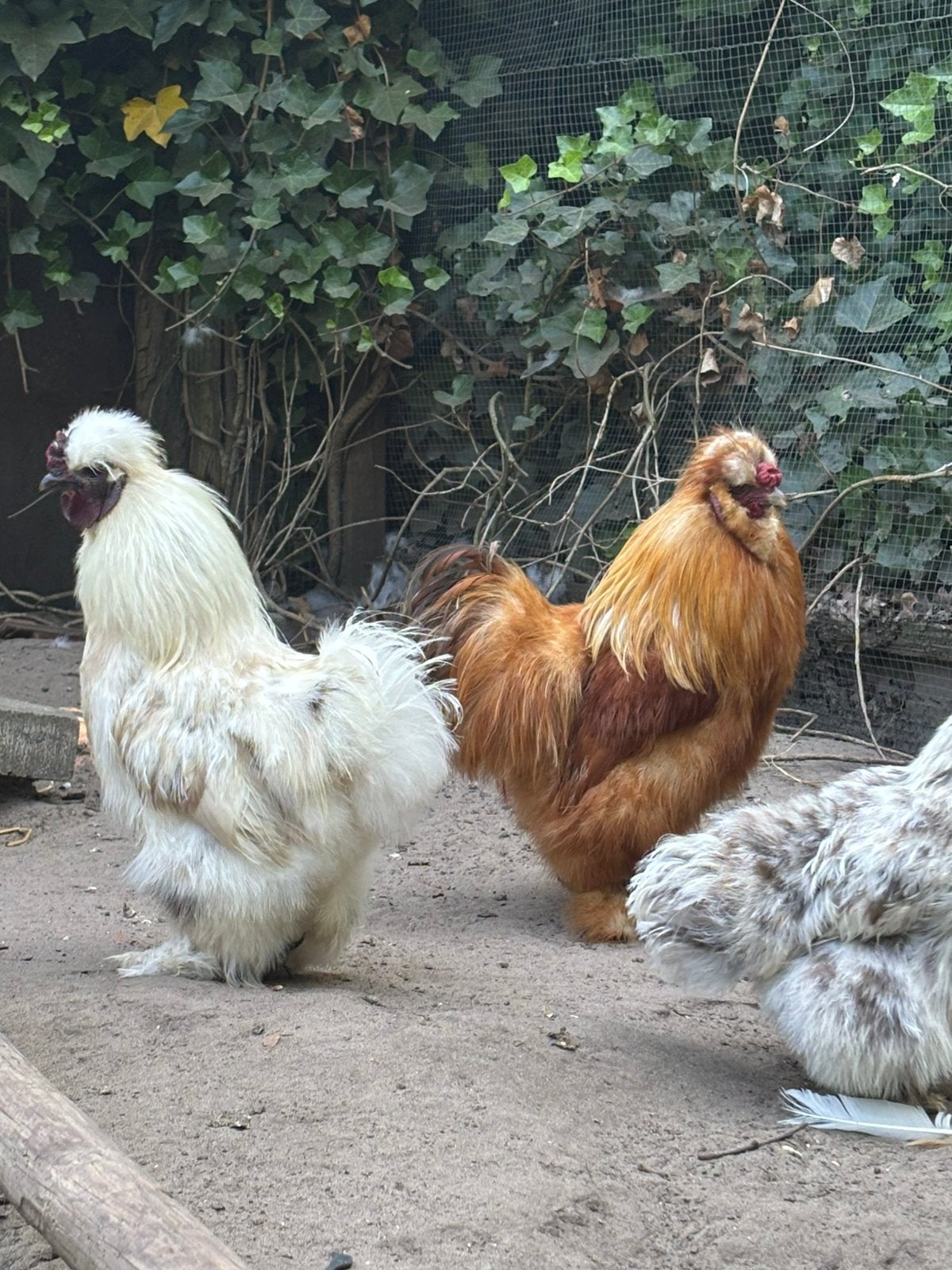 Twee zijderhoen hanen gratis, Mannelijk, Kip