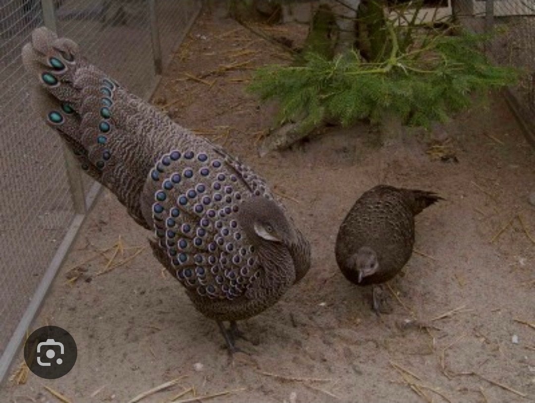 Koppel grijze pauwfazanten, Dieren en Toebehoren, Vogels | Overige Vogels, Meerdere dieren