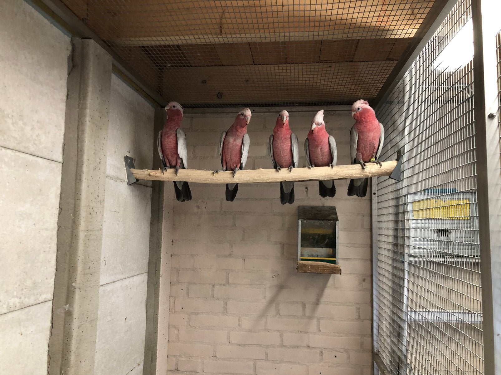 Rosé kaketoe koppel, Mannelijk, Papegaai, Geringd