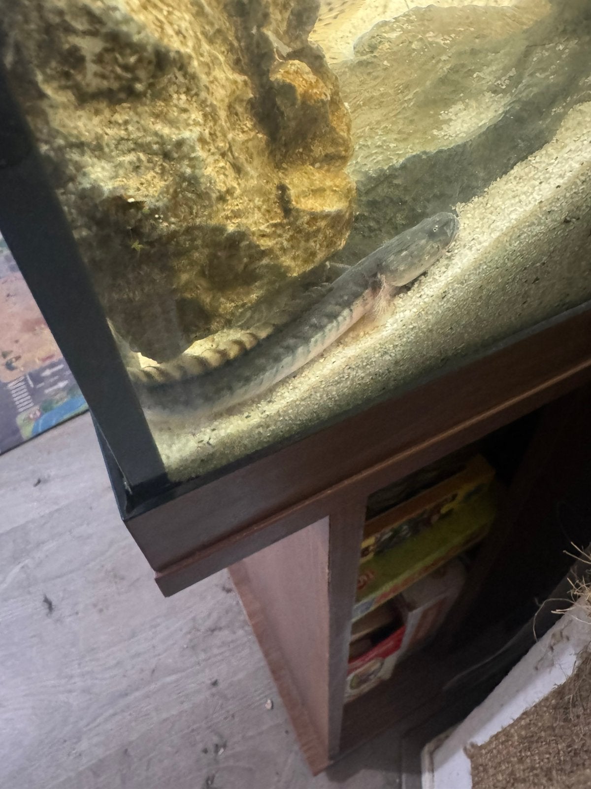 Drakenkop goby 2x, Vis