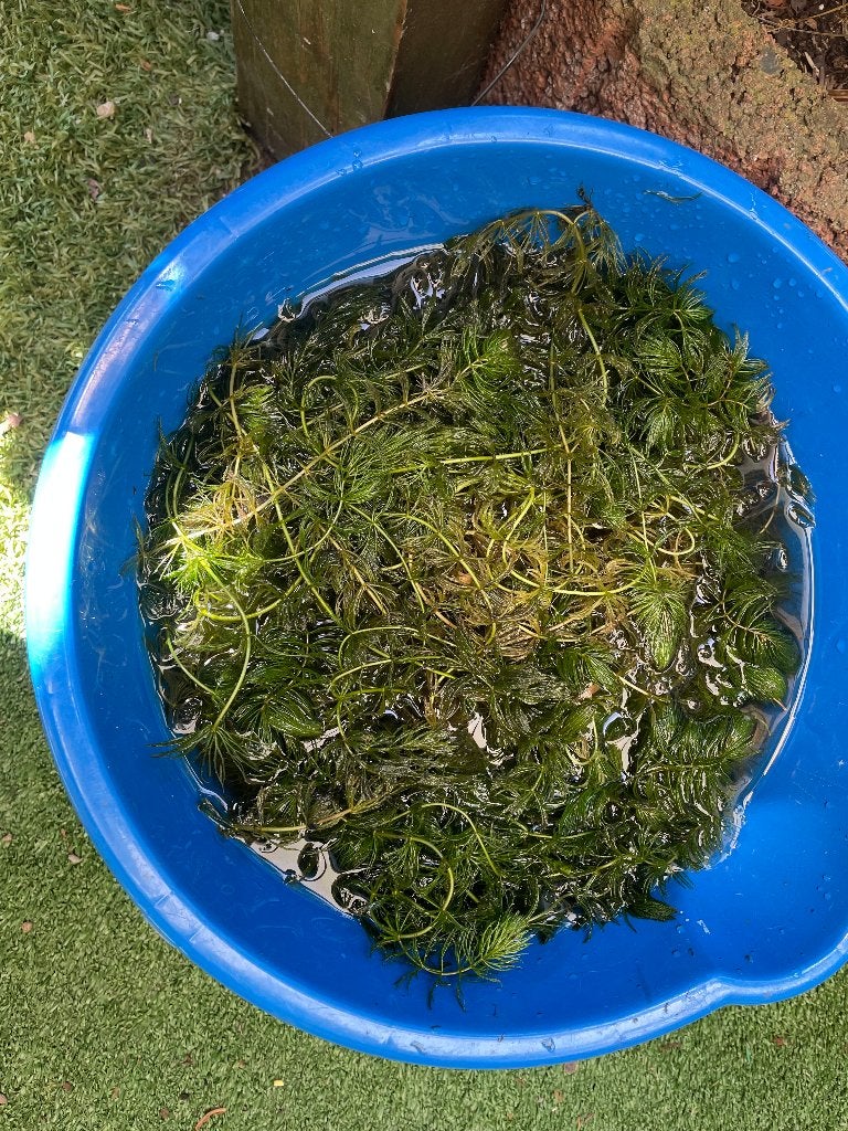 volle emmer vijver zuurstofplanten 5 euro, Ophalen, Zo goed als nieuw