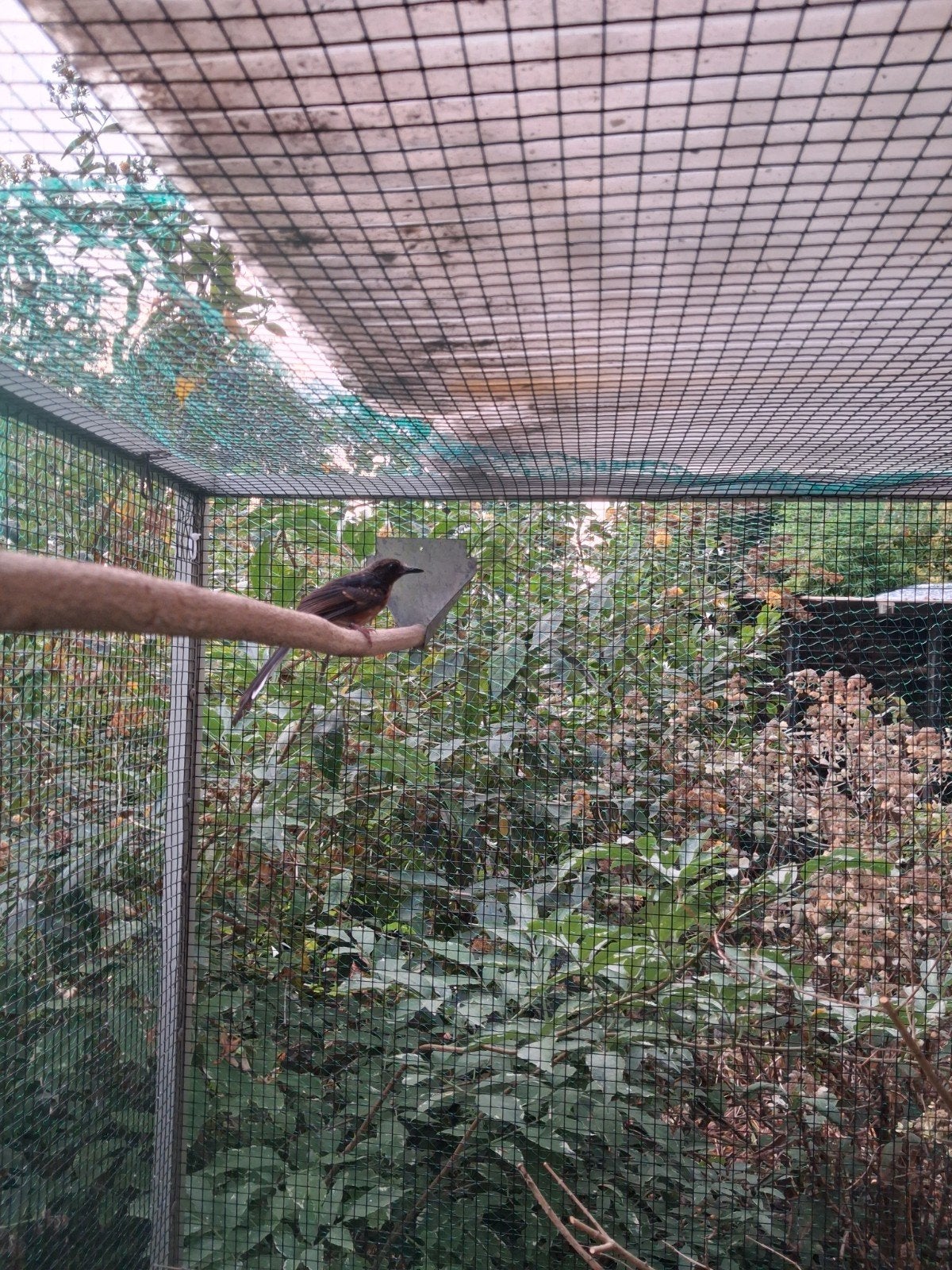 Schamalijster man 2026., Dieren en Toebehoren, Vogels | Overige Vogels, Mannelijk, Tropenvogel, Geringd