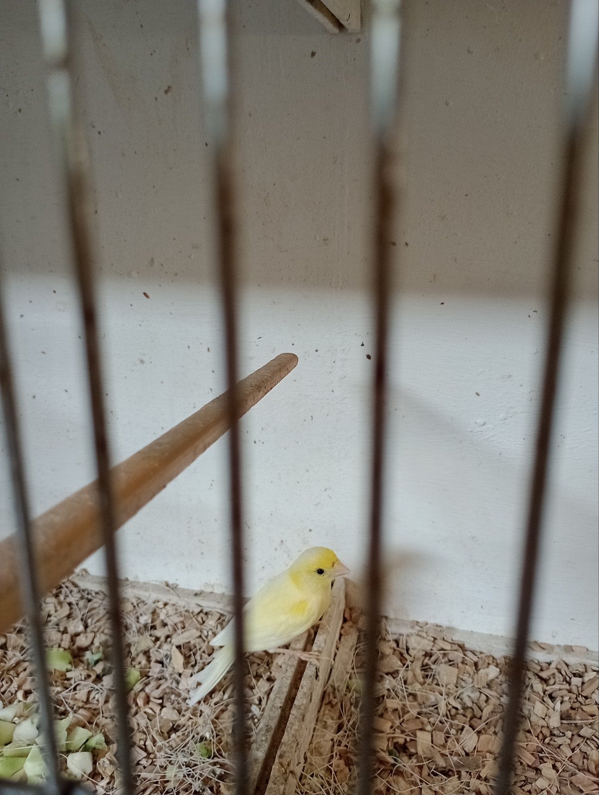 te koop raza kanarie pop, Dieren en Toebehoren, Vrouwelijk, Kleurkanarie