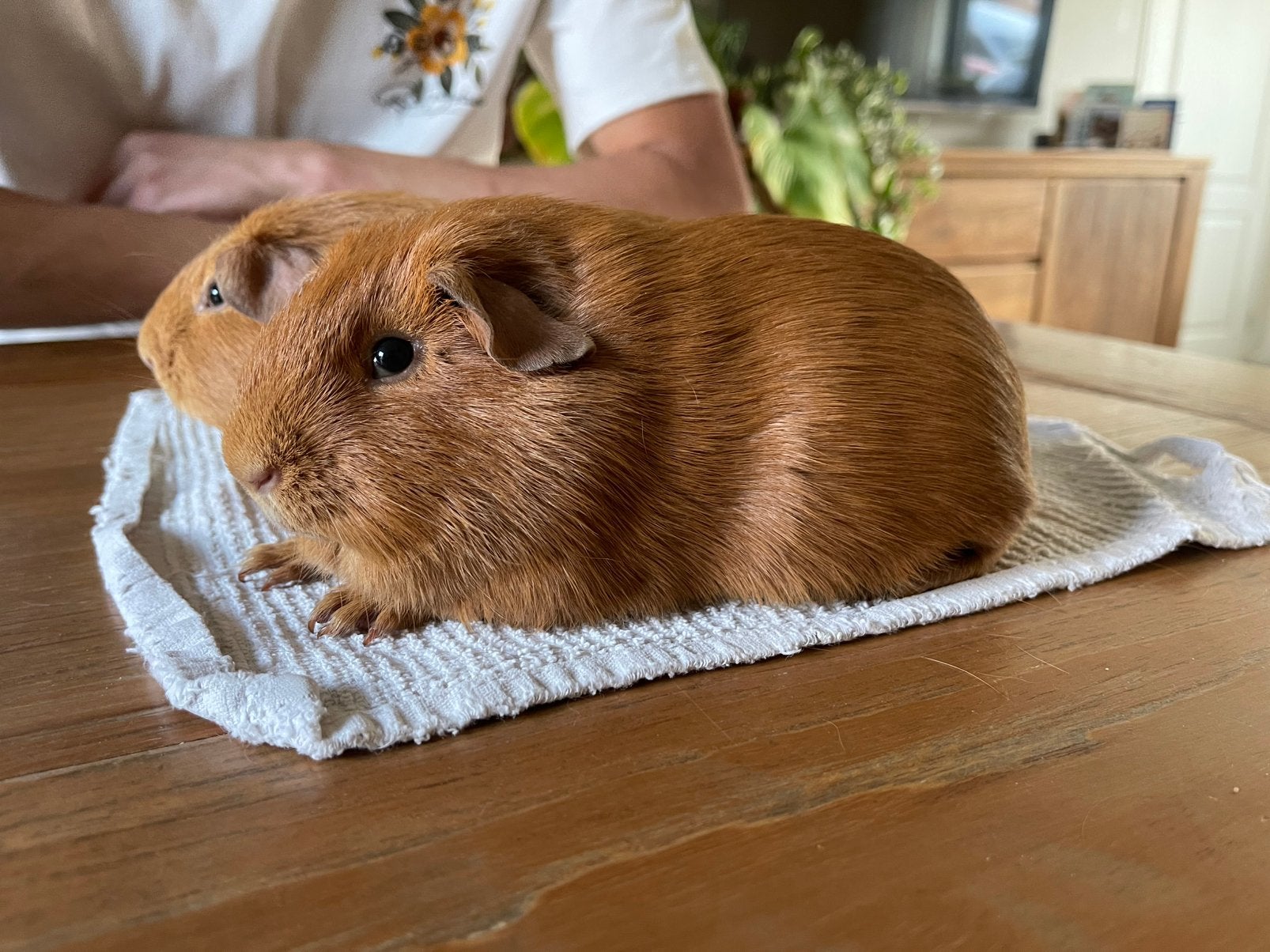 Cavia beertje buff, Cavia, April, Mannelijk, Tam