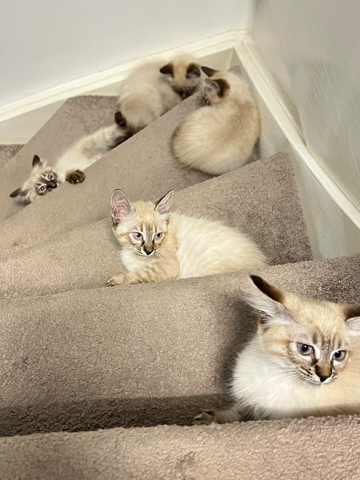 Prachtige kittens met blauwe ogen – Lynx Point / Siamees, Dieren en Toebehoren, Meerdere dieren, Kortharig, 0 tot 2 jaar