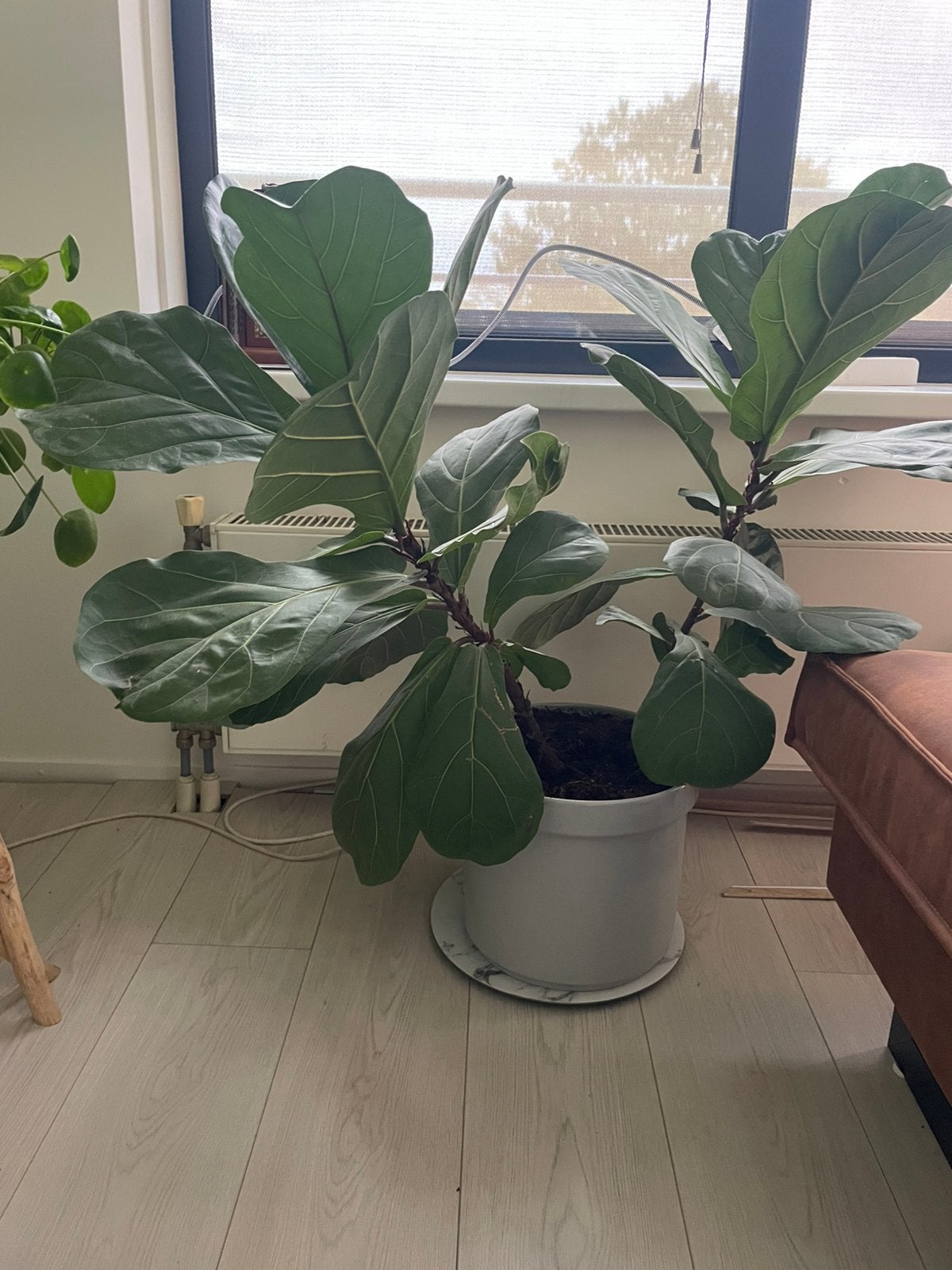 Ficus Lyrata met pot/ groene kamerplant, Tuin en Terras, Vaste plant, Bloeit niet, Halfschaduw, Ophalen