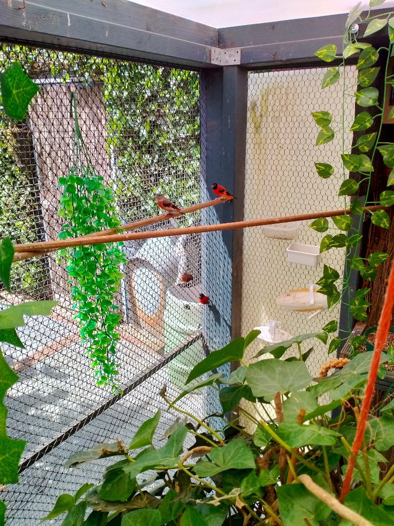 Kapoetsen sijzen, Meerdere dieren, Tropenvogel, Geringd